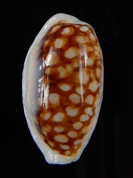 Cribrarula cribraria cribraria ... opalised ... 26,10 mm Gem-49528