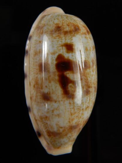 Talostolida pellucens pellucens 40,43 mm Gem-49772