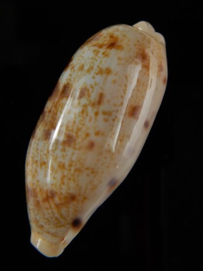 Talostolida pellucens pellucens 40,43 mm Gem-49777