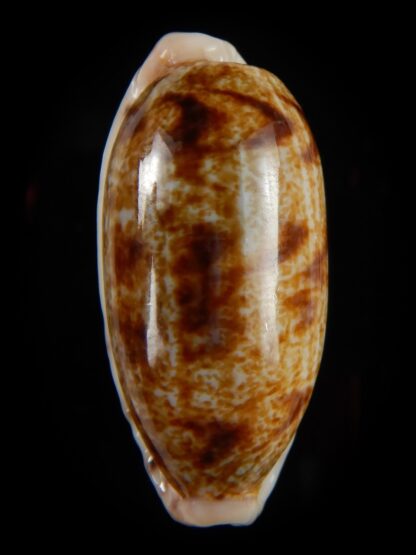 Talostolida pellucens pellucens 39,74 mm Gem-49758