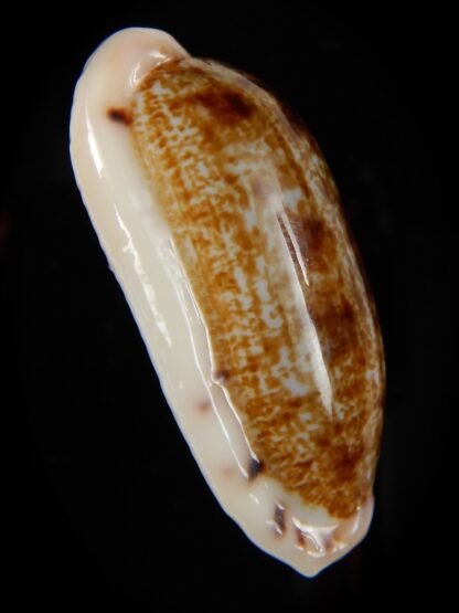 Talostolida pellucens pellucens 39,74 mm Gem-49764