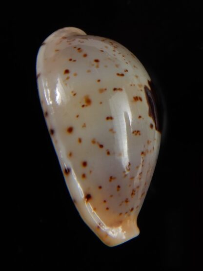 Palmadusta saulae saulae... TOP.... 25,15 mm Gem-49690