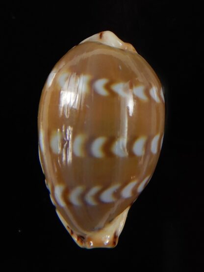 Palmadusta ziczac 21,36 mm Gem-49730
