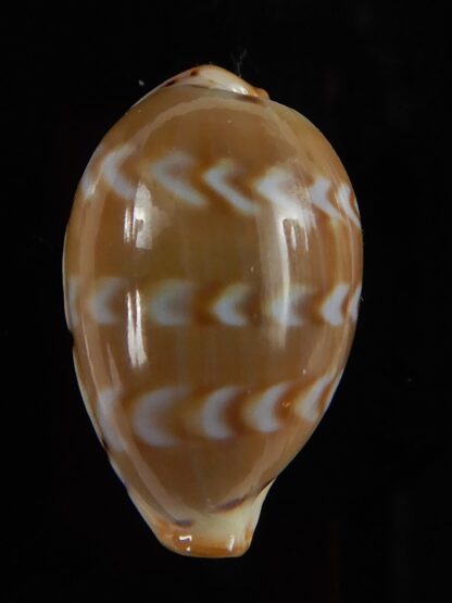 Palmadusta ziczac 19,23 mm Gem-49702