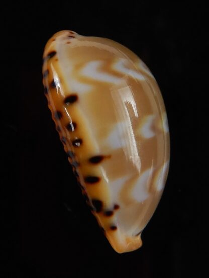 Palmadusta ziczac 19,23 mm Gem-49705