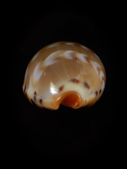 Palmadusta ziczac 19,23 mm Gem-49704