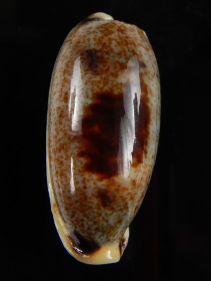 Erronea cylindrica cylindrica..BIG... 35,70 mm Gem-49555