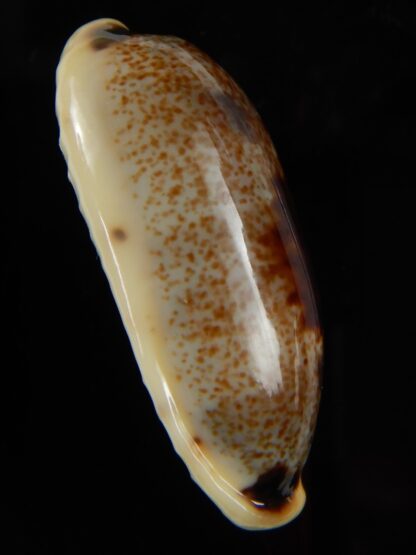Erronea cylindrica cylindrica..BIG... 35,70 mm Gem-49559