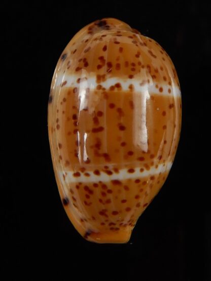 Palmadusta lutea lutea 20,20 mm Gem-49674