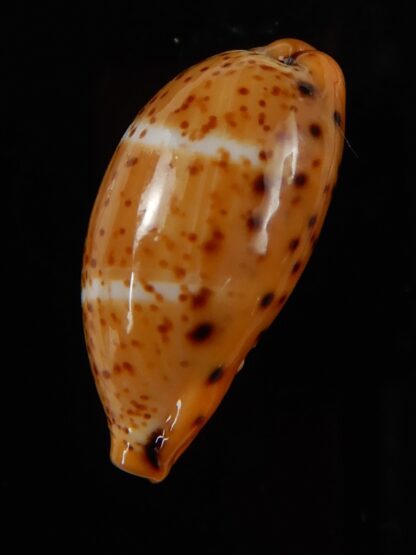 Palmadusta lutea lutea 20,20 mm Gem-49678