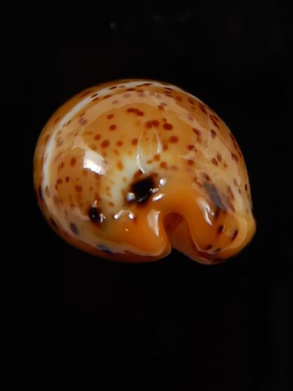 Palmadusta lutea lutea 20,20 mm Gem-49677