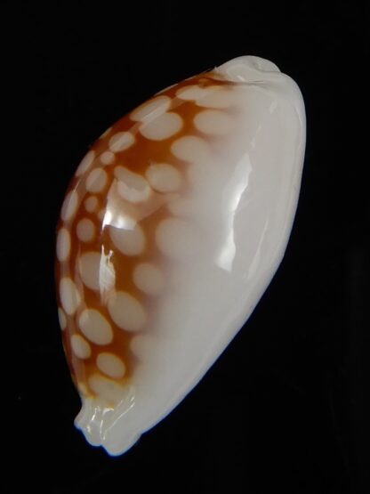 Cribrarula gravida ..WRS ..male... 19,57 mm Gem-49820