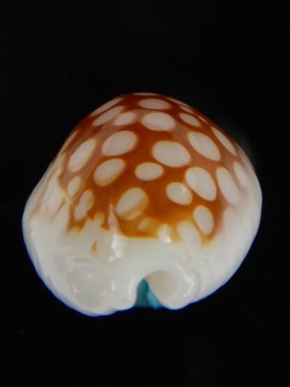 Cribrarula gravida ..WRS ..male... 19,57 mm Gem-49821