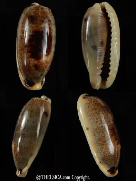 Erronea cylindrica cylindrica..BIG... 35,70 mm Gem-0