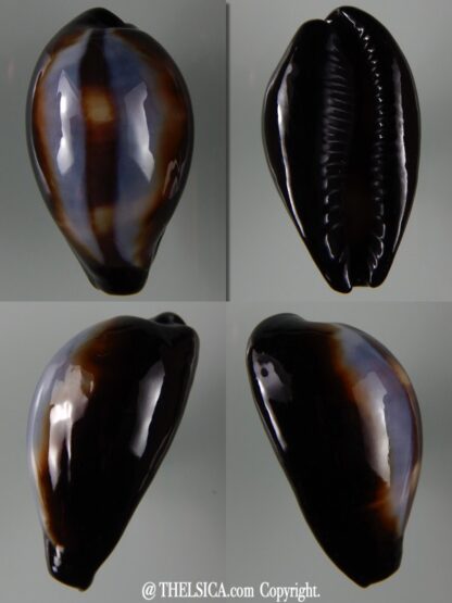 Erronea onyx onyx " SP pattern" 40,22 mm Gem-0