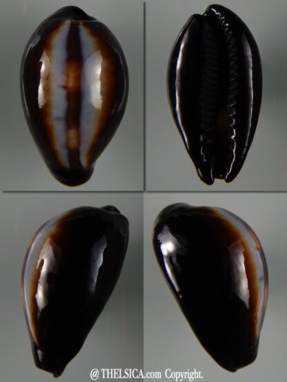 Erronea onyx onyx " SP pattern" 40,56 mm Gem-0