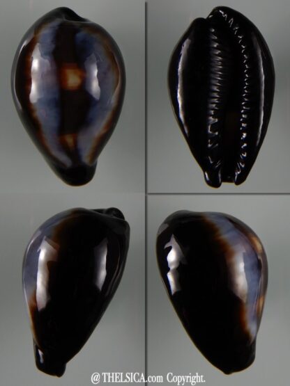 Erronea onyx onyx " SP pattern" 40,83 mm Gem-0