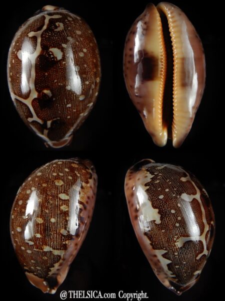 Leporicypraea mappa mappa >>> Brown