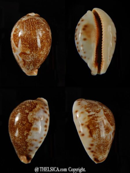 Leporicypraea mappa mappa >>> Dwarf