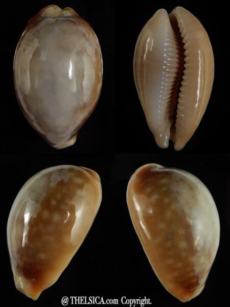 Lyncina vitellus vitellus overglazed 54,29 mm Gem-0