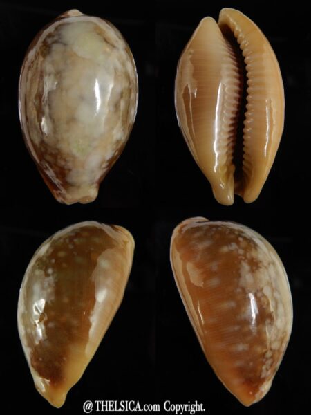Lyncina vitellus vitellus overglazed 58,92 mm Gem-0