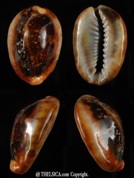 Monetaria caputserpentis ... aberante ... 28,70 mm Gem-0