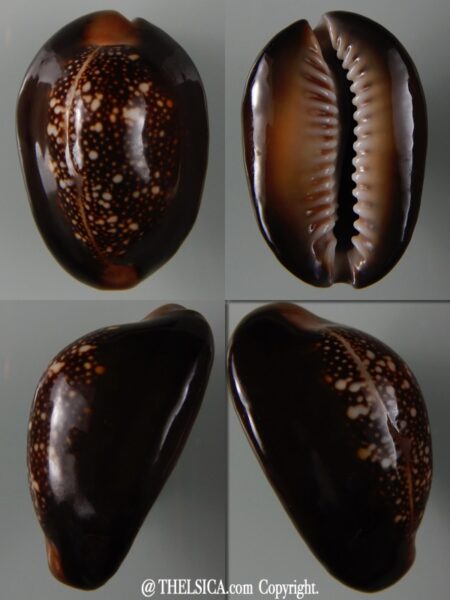 Monetaria caputserpentis .. Giant... 42,35 mm Gem-0