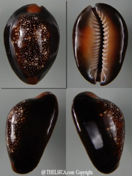 Monetaria caputserpentis .. Giant... 42,55 mm Gem-0