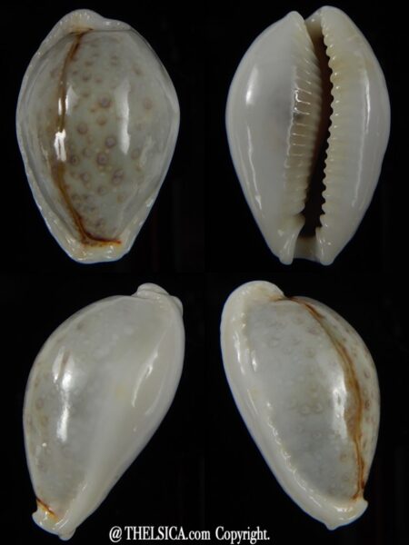 Naria boivinii boivinii .. Big size ...29,70 mm Gem -0