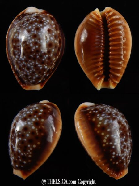 Naria helvola bellatrix 21,77 mm Gem-0