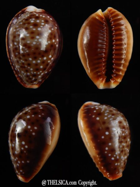 Naria helvola bellatrix 23,31 mm Gem-0