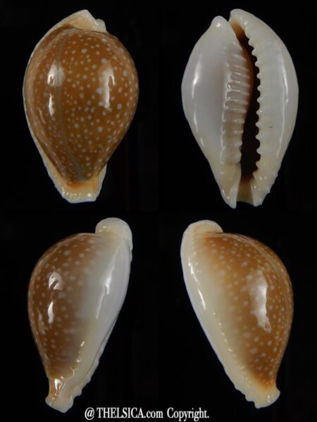 Naria miliaris miliaris...elongated... 34,36 mm Gem-0