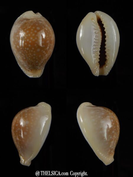 Naria miliaris miliaris...Ball shape... 28,04 mm Gem-0