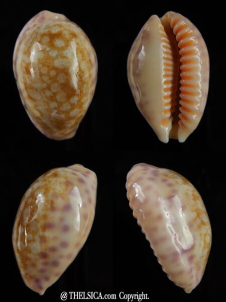 Ovatipsa chinensis whitworthi 31,24 mm F+++/Gem-0