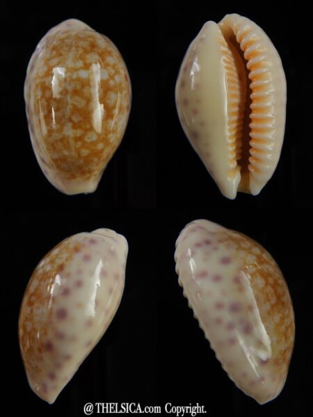 Ovatipsa chinensis whitworthi 31,76 mm Gem-0