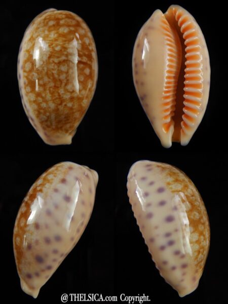 Ovatipsa chinensis whitworthi ... Big size... 41,04 mm Gem-0