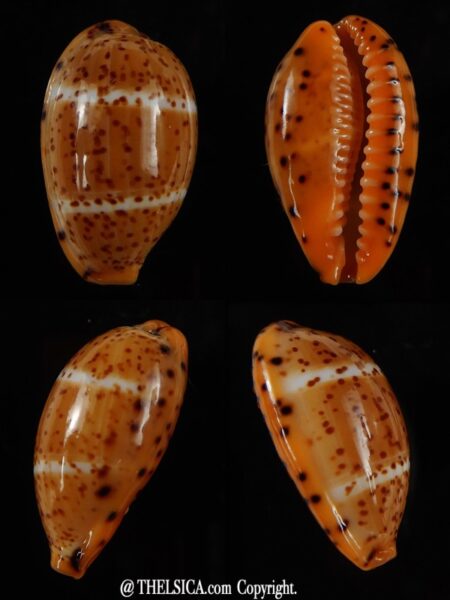 Palmadusta lutea lutea 20,20 mm Gem-0