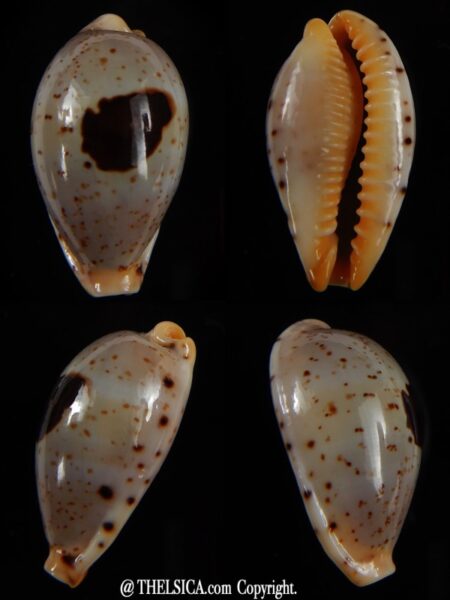 Palmadusta saulae saulae... TOP.... 25,15 mm Gem-0
