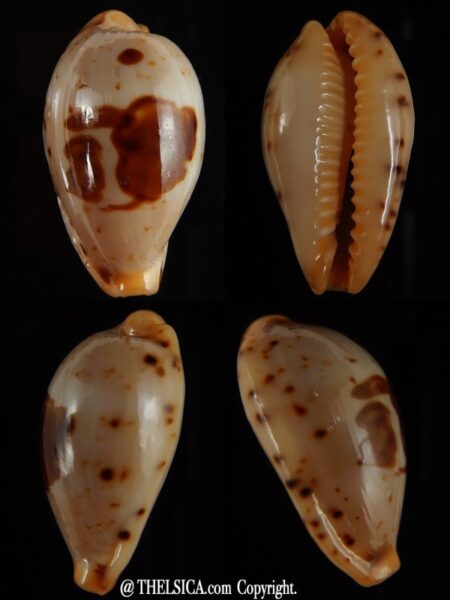 Palmadusta saulae saulae ... 21,88 mm Gem-0