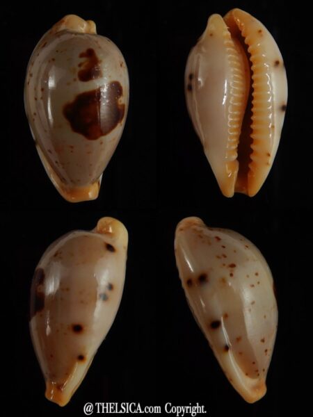 Palmadusta saulae saulae ... 22,73 mm Gem-0