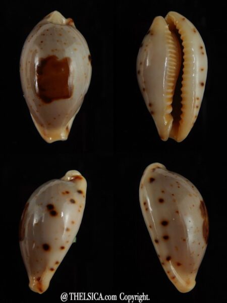 Palmadusta saulae saulae ... 24,31 mm Gem-0