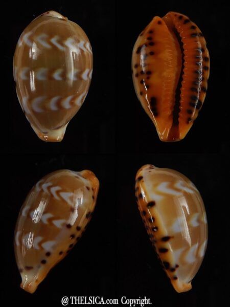 Palmadusta ziczac 19,23 mm Gem-0