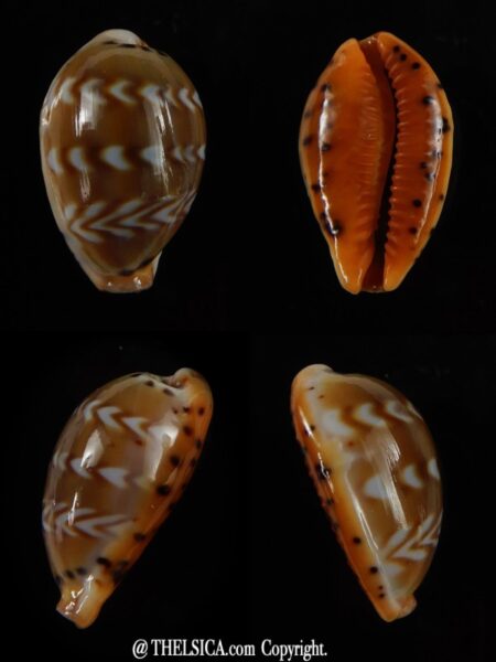 Palmadusta ziczac 19,36 mm Gem -0