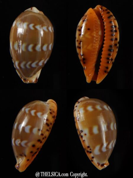 Palmadusta ziczac 21,36 mm Gem-0