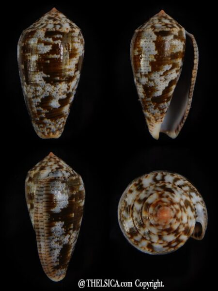 Pionoconus achatinus 45,35 mm Gem-0