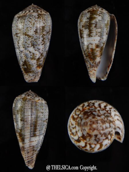 Pionoconus barbara 49,45 mm Gem-0