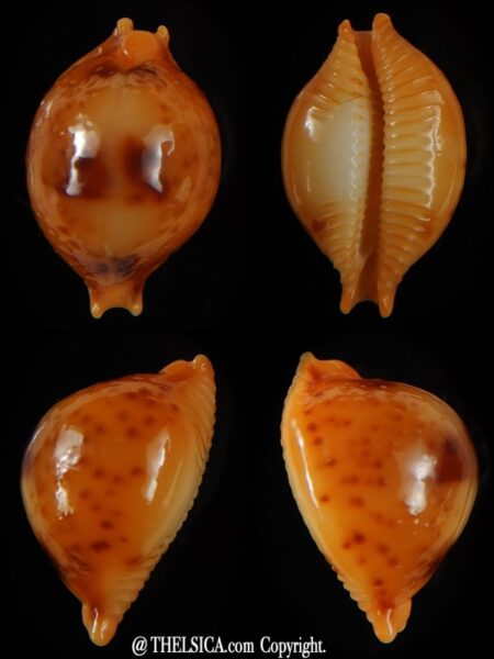 Pustularia bistrinotata samarensis 20,72 mm Gem-0