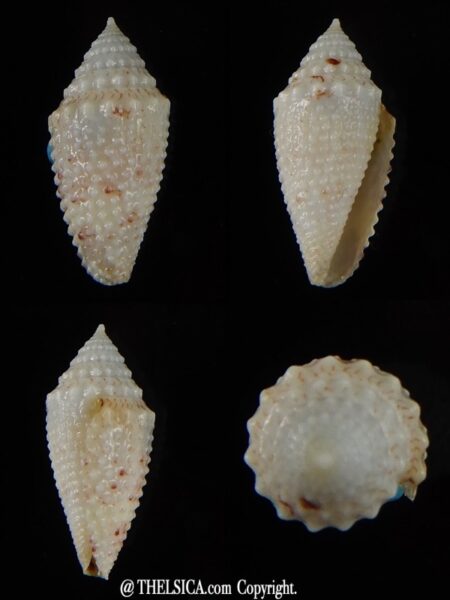 Rolaniconus suduirauti 18 mm Gem-0
