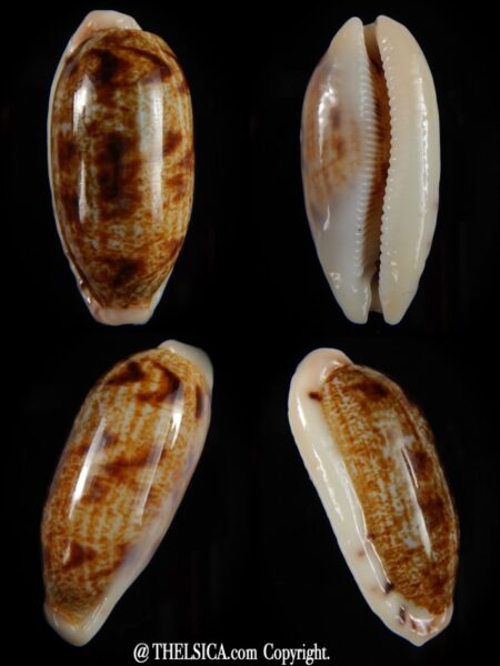 Talostolida pellucens pellucens 39,74 mm Gem-0