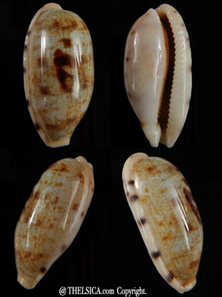 Talostolida pellucens pellucens 40,43 mm Gem-0
